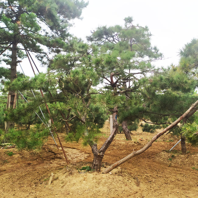 景觀松