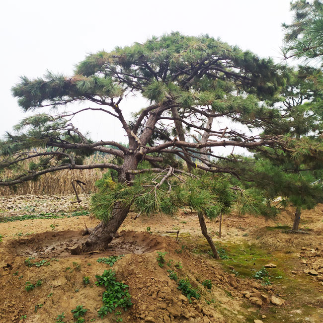 山東造型松基地,山東鼎韻園林綠化有限公司