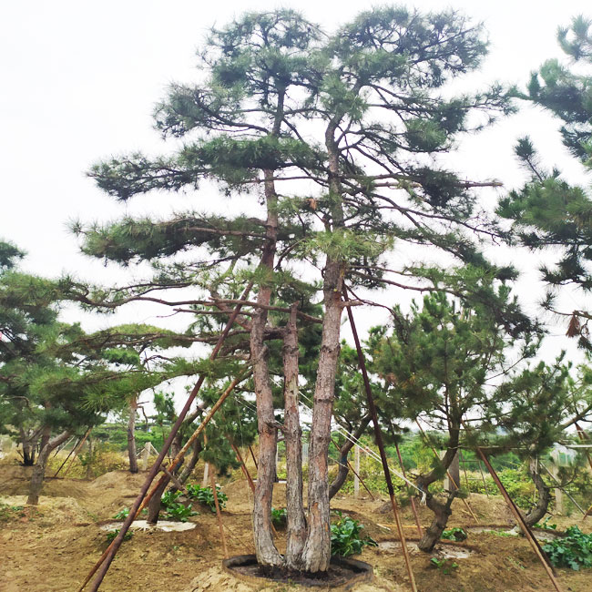 山東鼎韻園林綠化有限公司