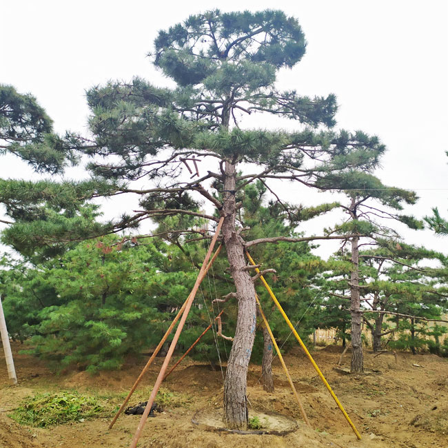 造型油松基地,山東鼎韻園林綠化有限公司