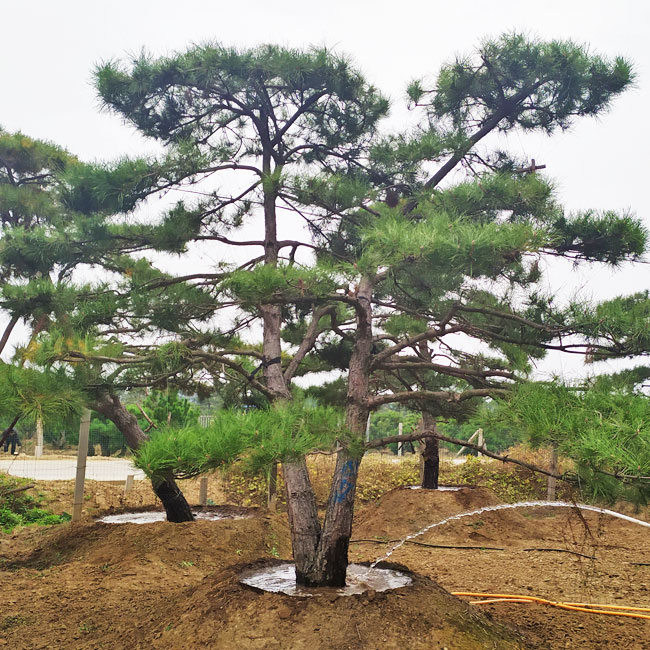 造型油松