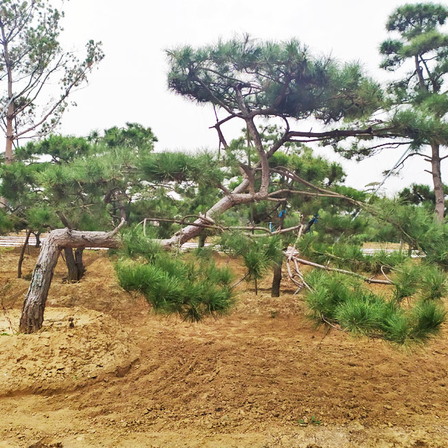 山東鼎韻園林綠化有限公司,造型松基地