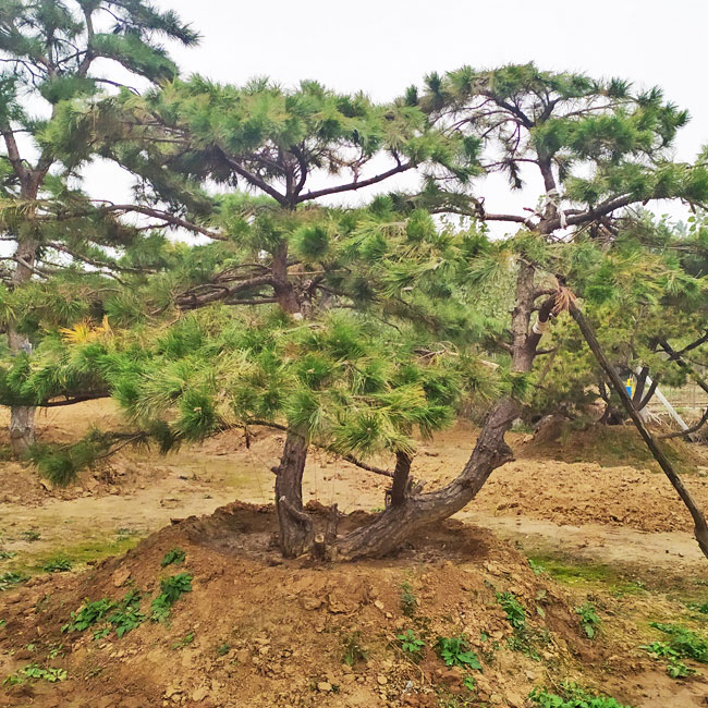 造型松