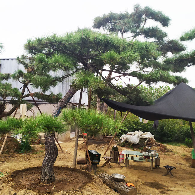 山東鼎韻園林綠化有限公司,山東造型黑松基地