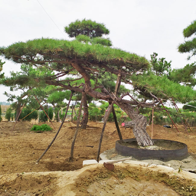 山東造型松基地,山東鼎韻園林綠化有限公司