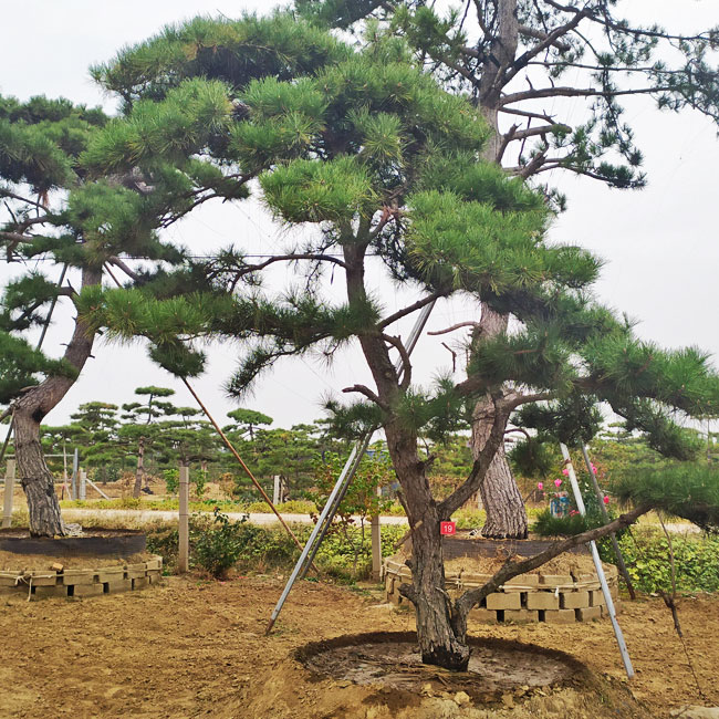 山東鼎韻園林綠化有限公司,山東造型松基地