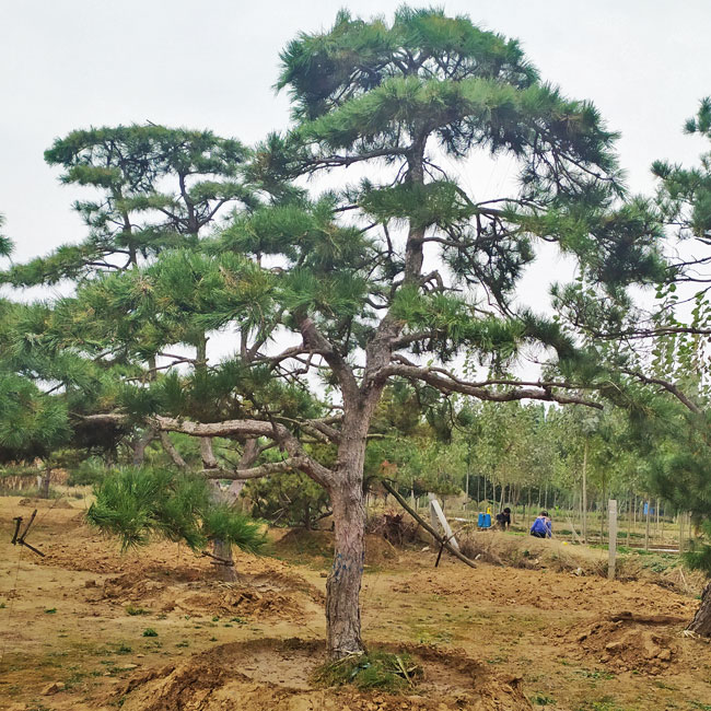 山東造型松基地,山東鼎韻園林綠化有限公司