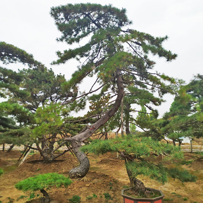 山東鼎韻園林綠化有限公司,山東造型松基地