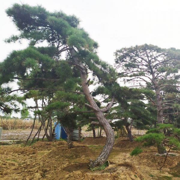 景觀松