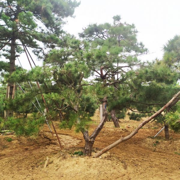 景觀松