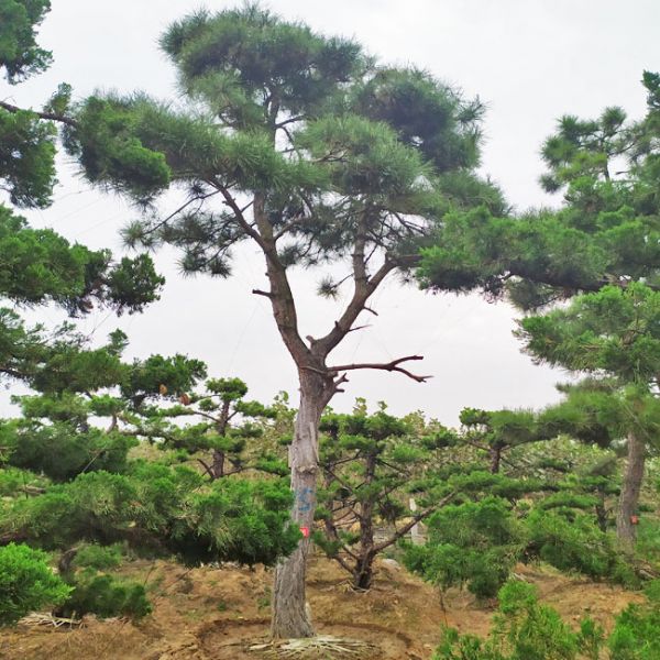 造型油松