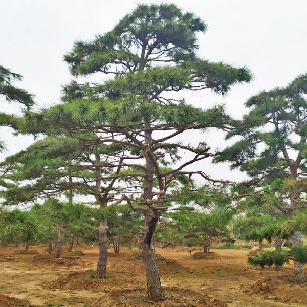 造型松