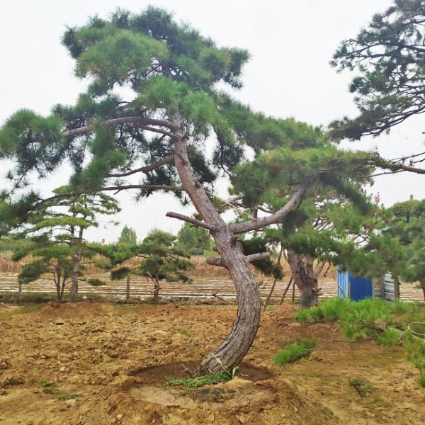 造型松
