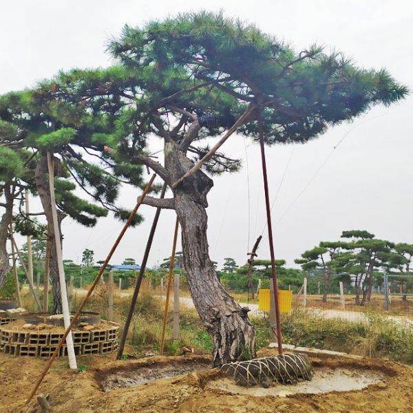 如何處理造型松雨季積水問題？