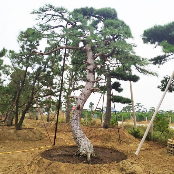 造型松幼苗移植管理注意事項