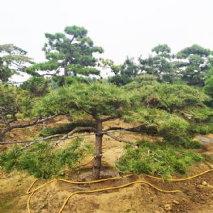 景觀松