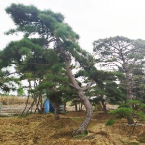 景觀松