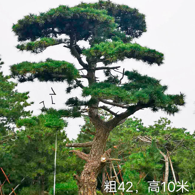 造型松