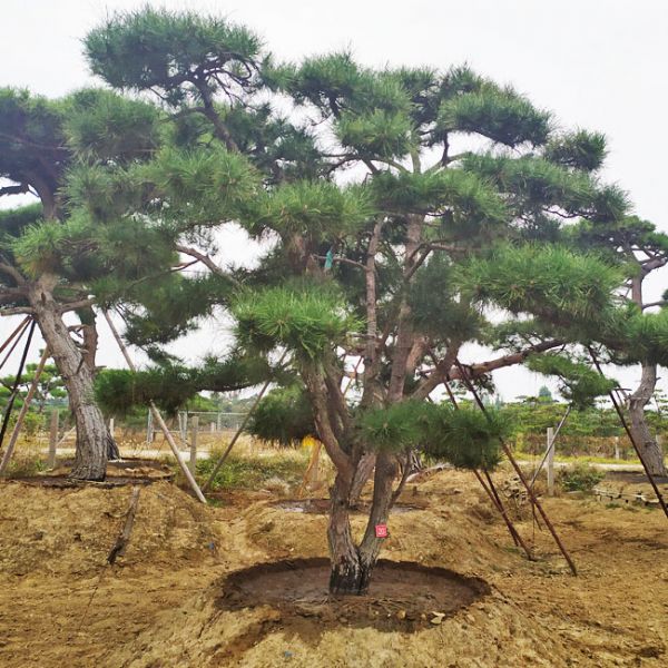 山東鼎韻園林綠化有限公司教您大型松樹(shù)移栽技巧